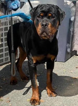 Hades, Rottweiler, young, available for adoption