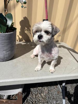 Jojo, Shih Tzu / Mixed Breed, puppy, available for adoption