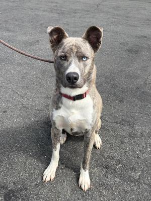 A blue-eyed dog with a brindle and white coat, wearing a red collar, sitting on a paved surface.