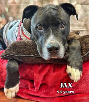 Jax, Labrador Retriever / Pit Bull Terrier, senior, available for adoption