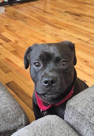 Estrella, Terrier / Mixed Breed, young, available for adoption