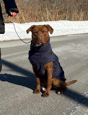 Kobe, Terrier / Mixed Breed, young, available for adoption