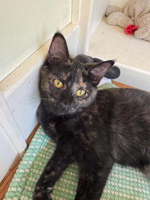 Dolly, kitten, available for adoption