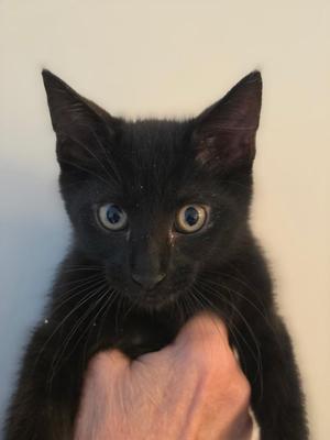 Major, kitten, available for adoption