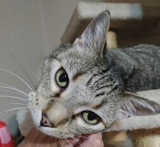 A close-up of a gray tabby cat with green eyes, looking directly at the camera. The cat is being held gently by a person's hand, and its ears are perked up. The background is slightly blurred, showing a light-colored wall and a wooden structure, possibly a cat tree.