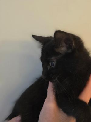 A black cat being held by a person's hand.