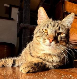 Bubbles, young, available for adoption
