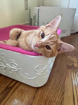 Parton, kitten, available for adoption