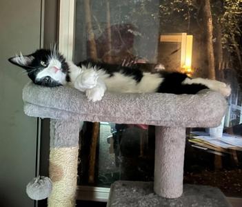 Elmo, kitten, available for adoption