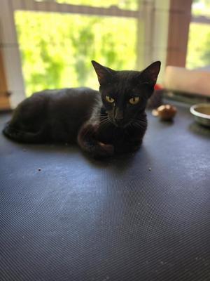 Endurance, adult, available for adoption