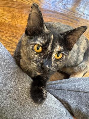 Jolene, kitten, available for adoption