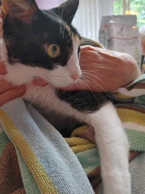 Spumommi, young, available for adoption
