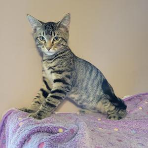 A tabby kitten sitting on a purple blanket