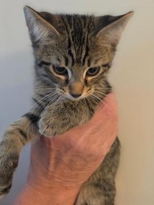 A small tabby kitten being held in a person's hand.