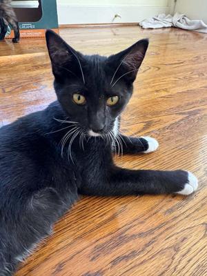 Carl Dean, kitten, available for adoption