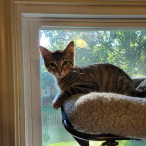 Mocha, kitten, available for adoption