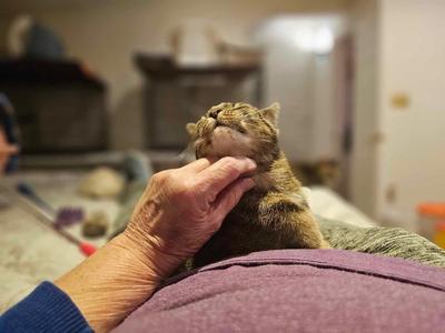 A person's hand gently holding a small tabby kitten, which is being petted on the chin. The background is a blurry indoor setting.