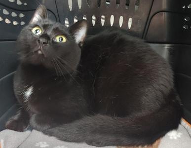 A black cat with yellow eyes sitting in a pet carrier