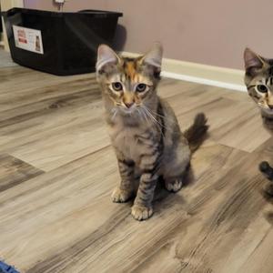 Two tabby kittens sitting on a wooden floor