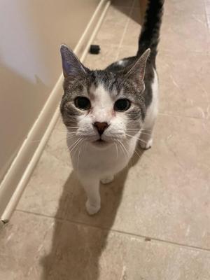 A gray and white cat standing on a tiled floor, looking up at the camera.