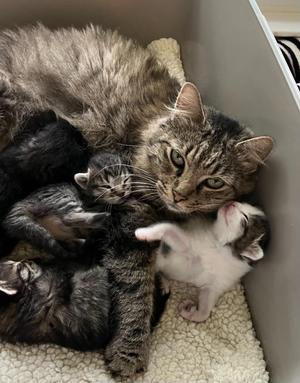 Mother Goose, young, available for adoption