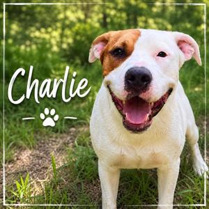 Charlie, Pit Bull Terrier, young, available for adoption