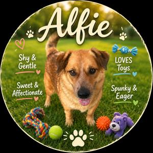 Alfie, Cattle Dog, adult, available for adoption