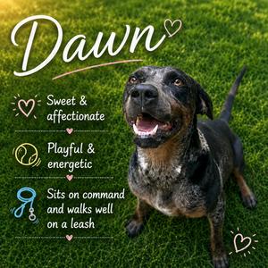 Dawn, Catahoula Leopard Dog, young, available for adoption