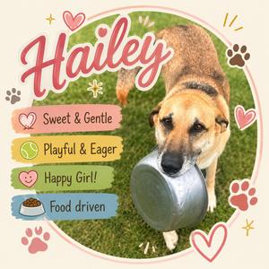 Hailey, Shepherd, adult, available for adoption