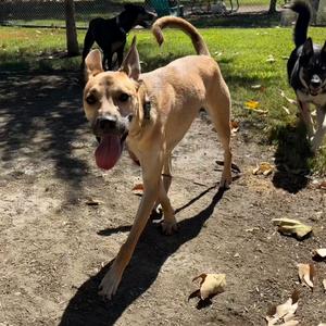 Clyde, Boxer, young, available for adoption