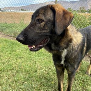 Buddy, Shepherd, Anatolian, available for adoption