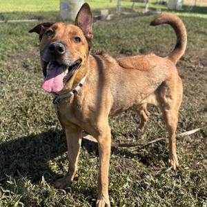 Bellinger, Ridgeback, Rhodesian, adult, available for adoption
