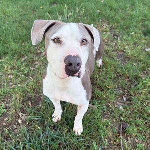 A tan and white pitbull mix dog stands in the grass looking up at the camera.