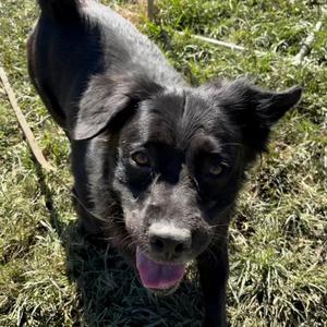 Carmine, Spaniel, adult, available for adoption
