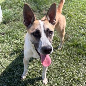 Eric, Collie, Border, young, available for adoption