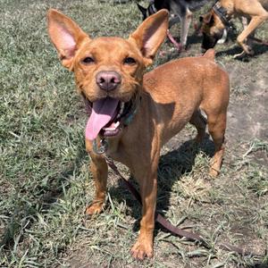 Cedric, Bulldog, French, young, available for adoption