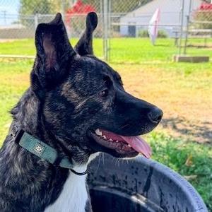 Captain Marvel, Shepherd, young, available for adoption