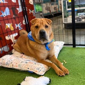 Chicken Elizabeth Nugget, Pei, Shar, adult, available for adoption
