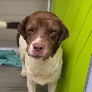 Grandpa Pete, Retriever, Labrador, adult, available for adoption