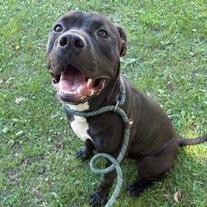 A black dog with a white patch on its chest, wearing a green and white leash, sitting on grass and looking up with its mouth open.