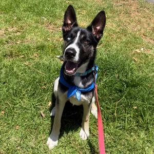 Dior, Husky, Siberian, available for adoption