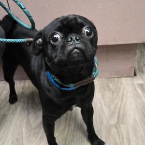 Abu, Pug, young, available for adoption