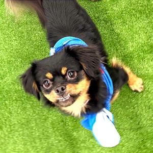 Auntie Ethel, Spaniel, Cavalier King Charles, adult, available for adoption