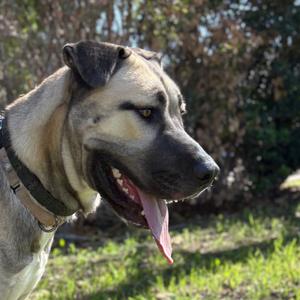Captain Rex, Shepherd, young, available for adoption