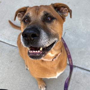 Courage, Shepherd, adult, available for adoption