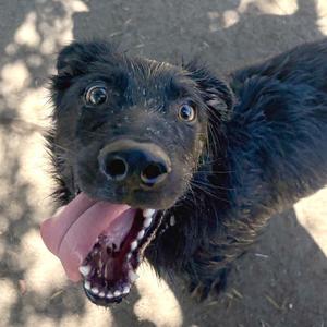 Drax, Shepherd, German, available for adoption