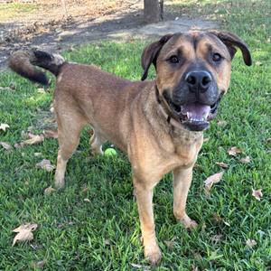 a brown dog standing on grass