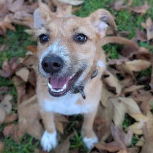 A small brown and white dog with a happy expression, sitting on a bed of dry leaves.