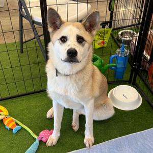 Foxy, Akita, young, available for adoption
