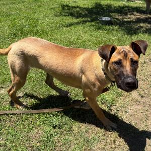 Harry, Boxer, young, available for adoption